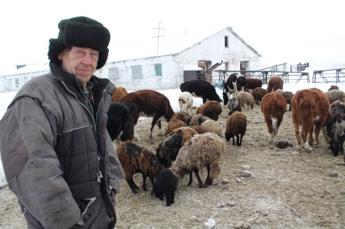 Падеж скота. В Верхнеуральском районе домашние животные умирают от холода и голода